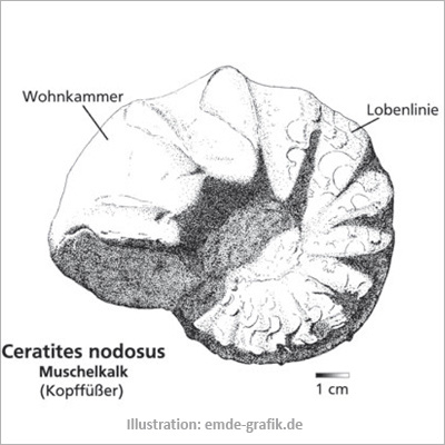 >Ammonite Ceratites nodosus